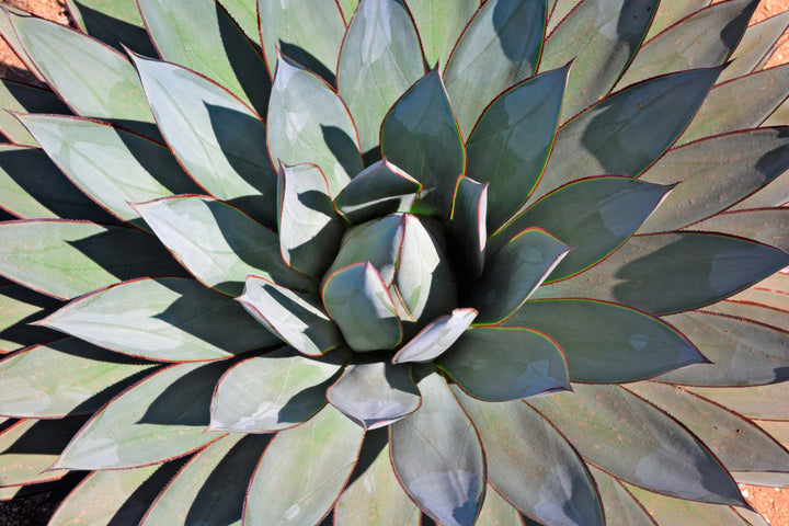 Agave Blue Glow
