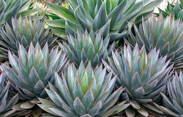 Agave 'Blue Glow' - 5 Gallon