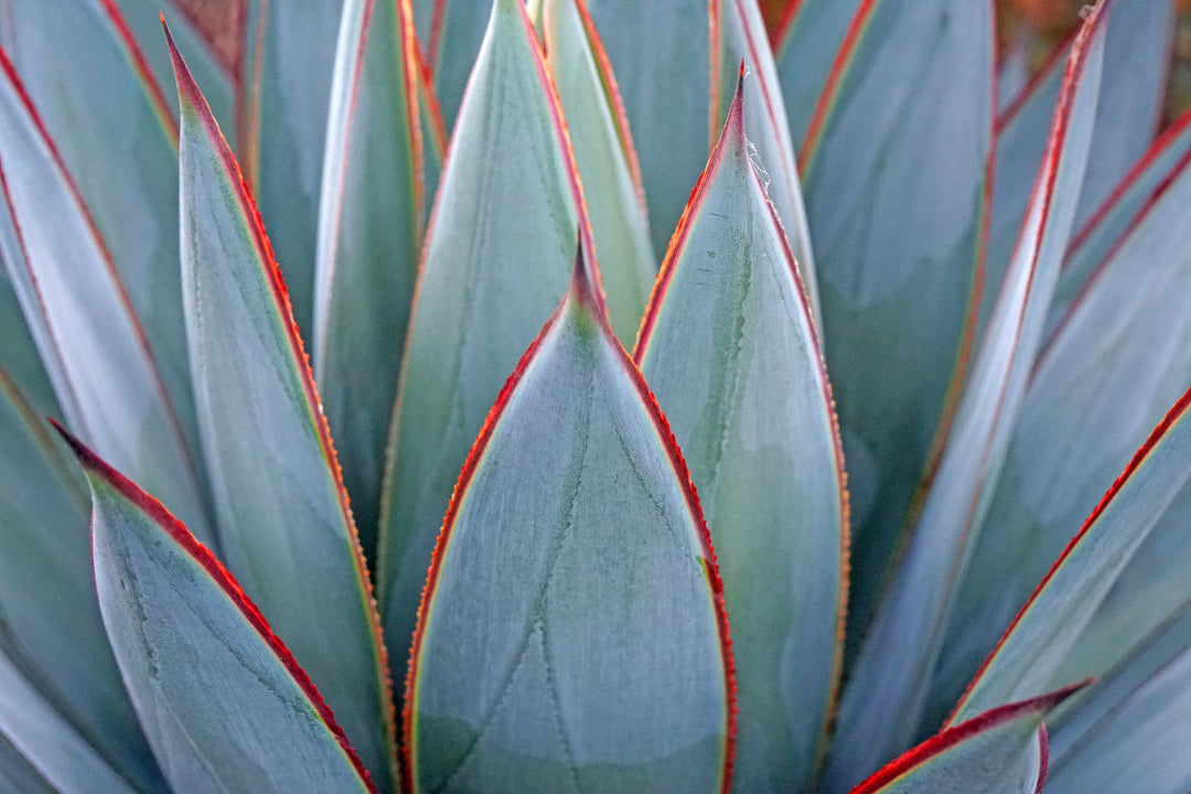 Agave Blue Glow