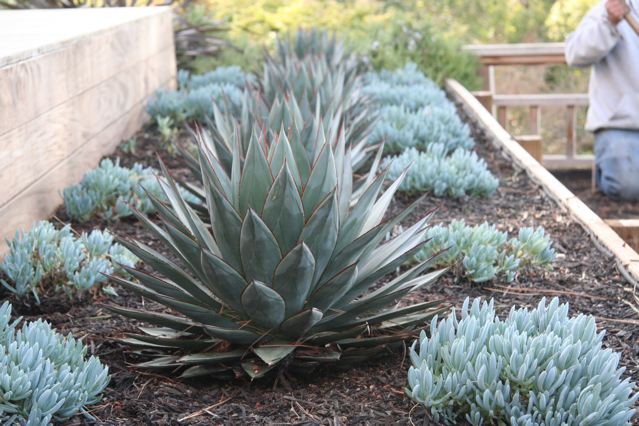 Agave 'Blue Glow' - 5 Gallon
