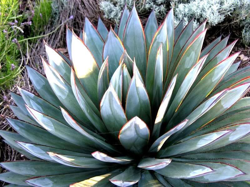 Agave 'Blue Glow' - 5 Gallon