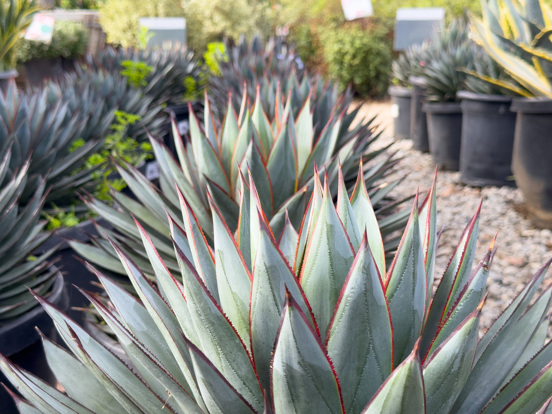 Agave Blue Glow