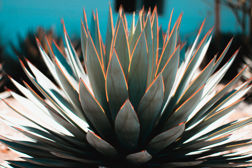 Agave Blue Glow