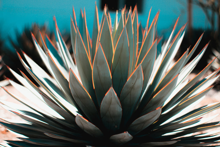 Agave Blue Glow