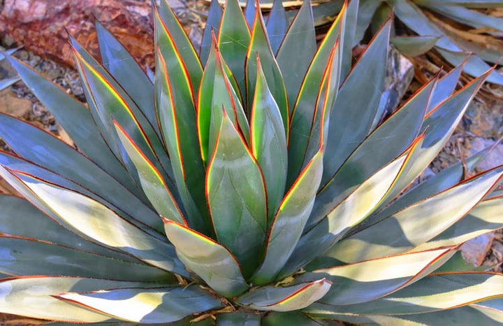 Agave 'Blue Glow' - 5 Gallon