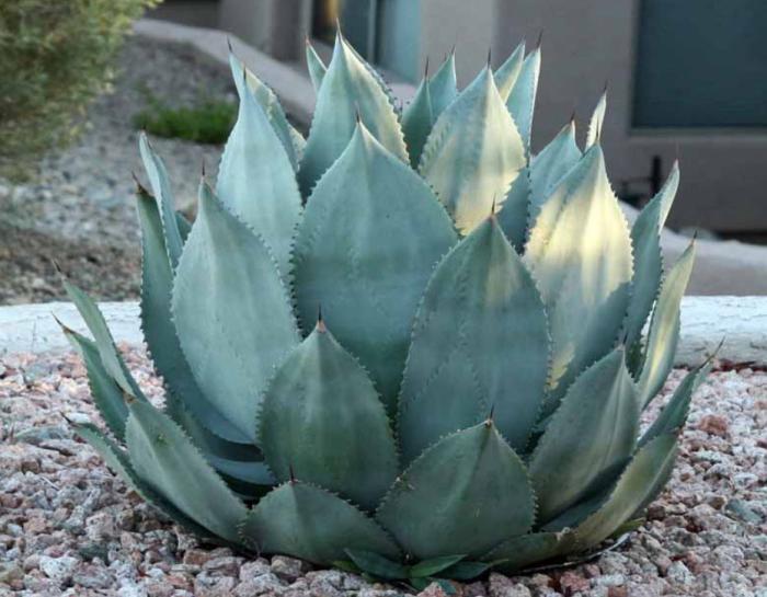 【極上株】特大！Agave Celsii Nova ノバ・美株②アガベ　根付き Agave celsii 'Nova'