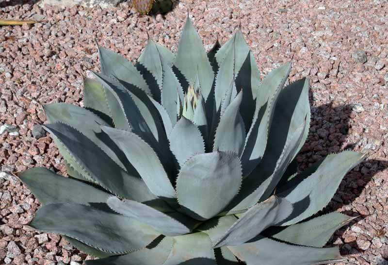 Agave celsii ‘Nova’ - 15 Gallon