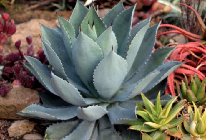 Agave celsii 'Nova'