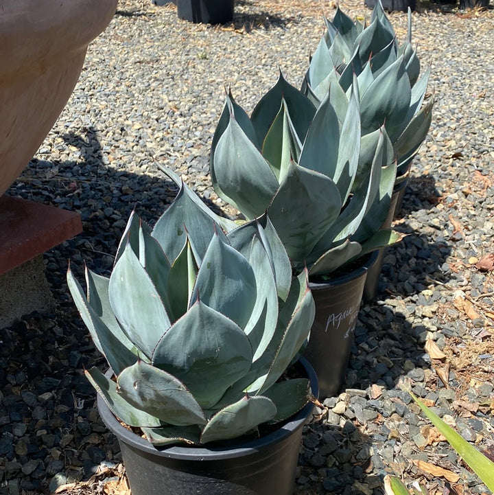 Agave celsii ‘Nova’ - 15 Gallon