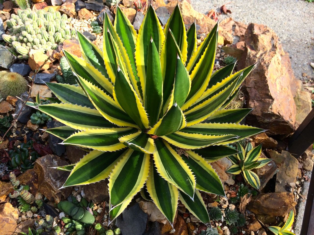 Agave Lophanta 'Quadricolor' 5 and 15 Gallon - Plant Clearance