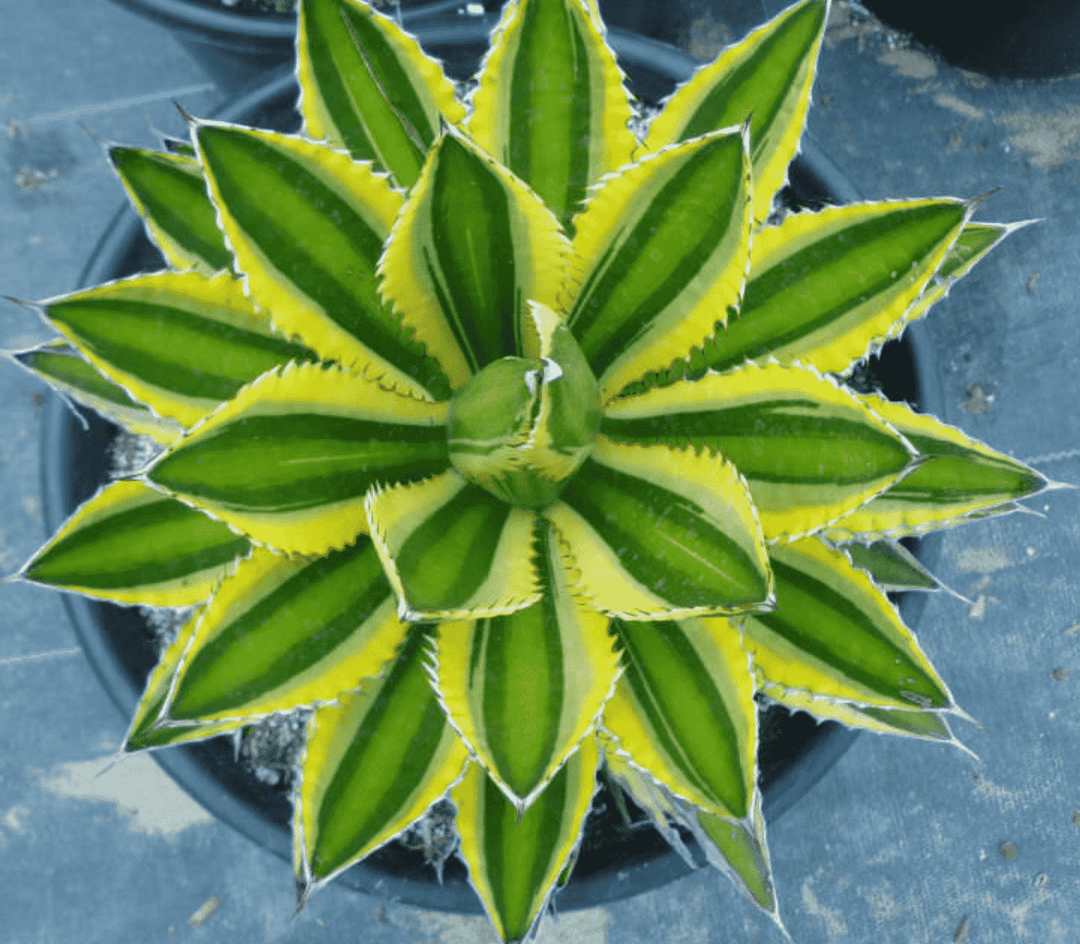 Agave Lophanta 'Quadricolor' - 5 Gallon