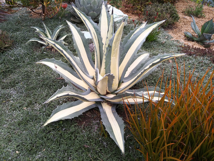 White Striped Century Plant