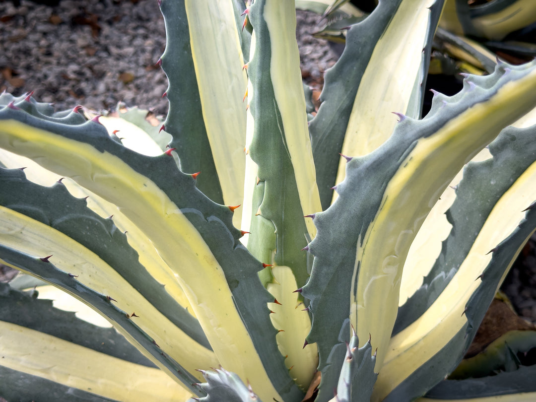 White Striped Century Plant