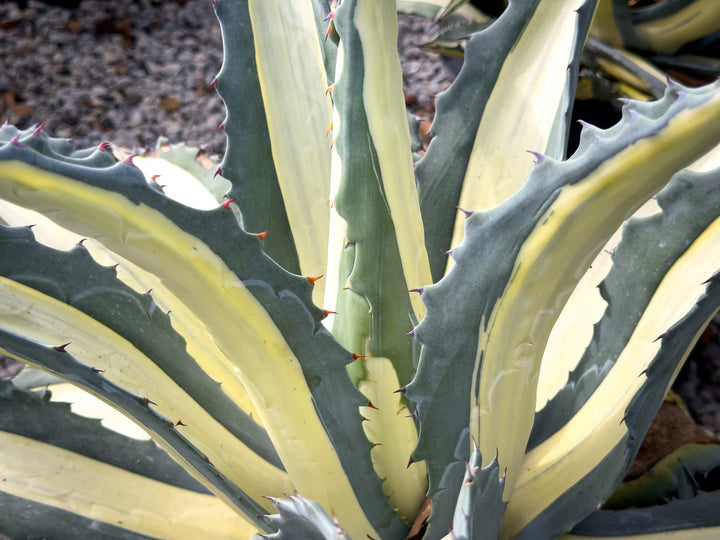 White Striped Century Plant
