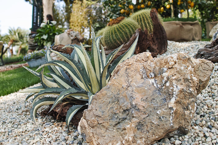 White Striped Century Plant