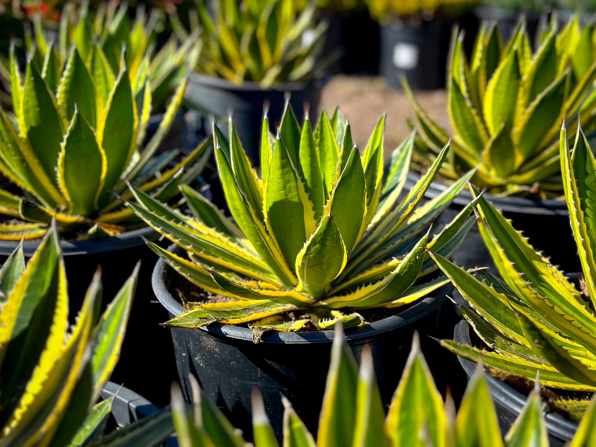 Agave Lophanta 'Quadricolor' 5 and 15 Gallon - Plant Clearance