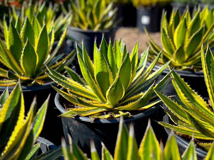 Agave Quadricolor