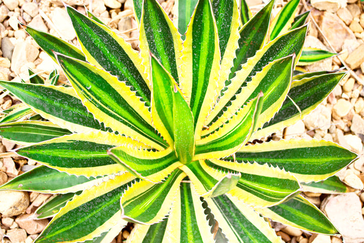 Agave Quadricolor