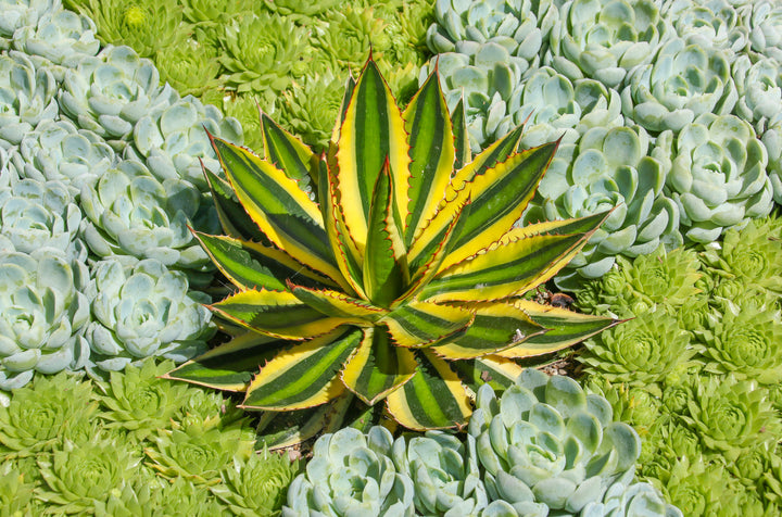 Agave Quadricolor