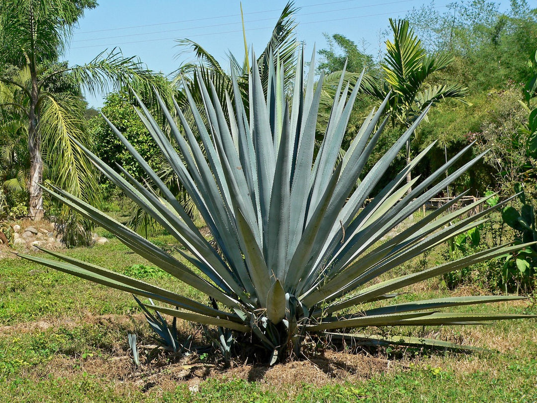 Agave Tequilana - 24" Box 