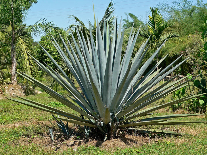 Agave Tequilana - 24" Box 