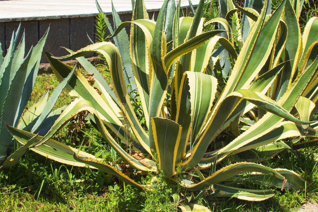 Variegated Century Plant