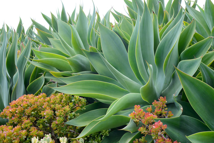 Foxtail Agave