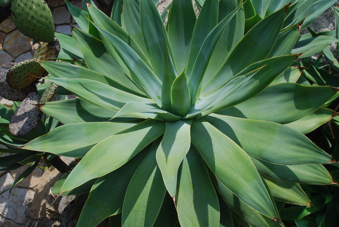 Foxtail Agave