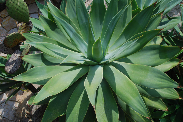 Foxtail Agave