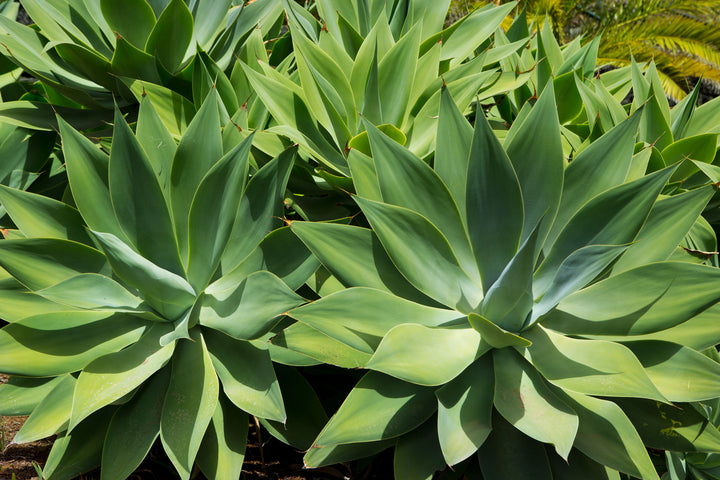 Foxtail Agave