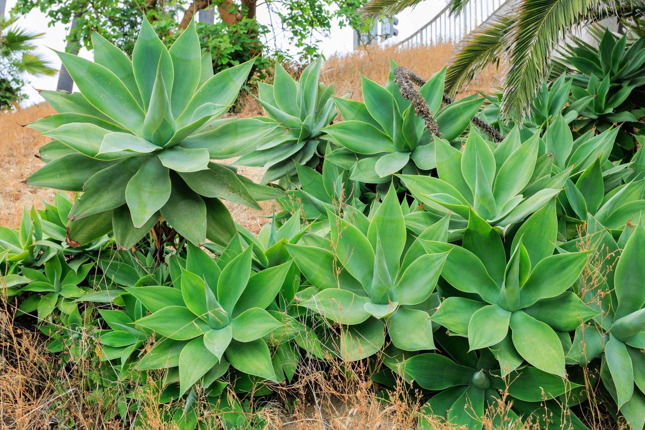 Agave attenuata Fox Tail Agave - 5 Gallon - PlantClearance.com