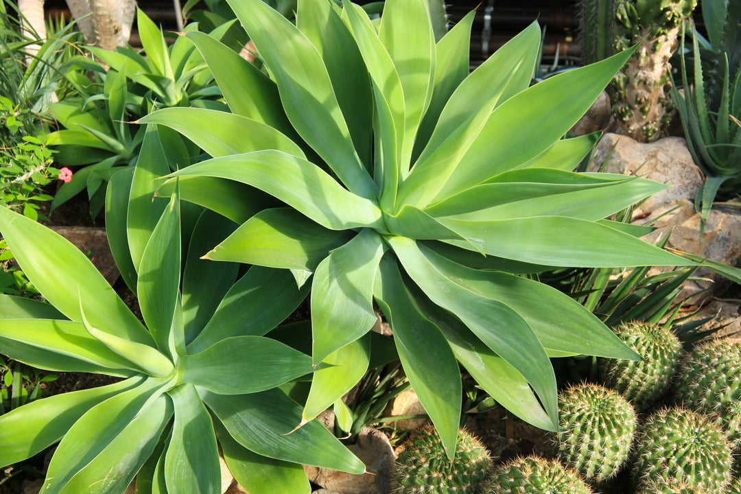 Foxtail Agave