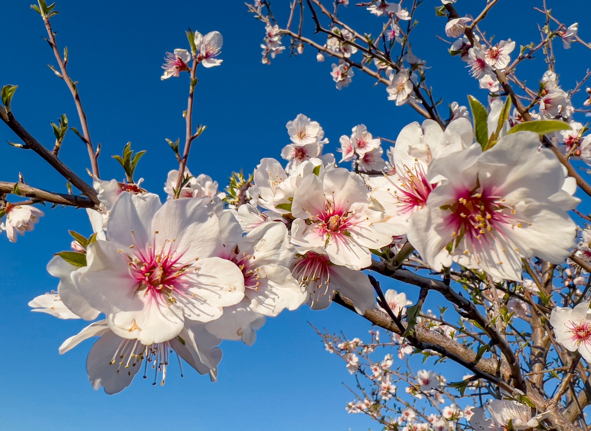 All-In-One Almond Tree - 24