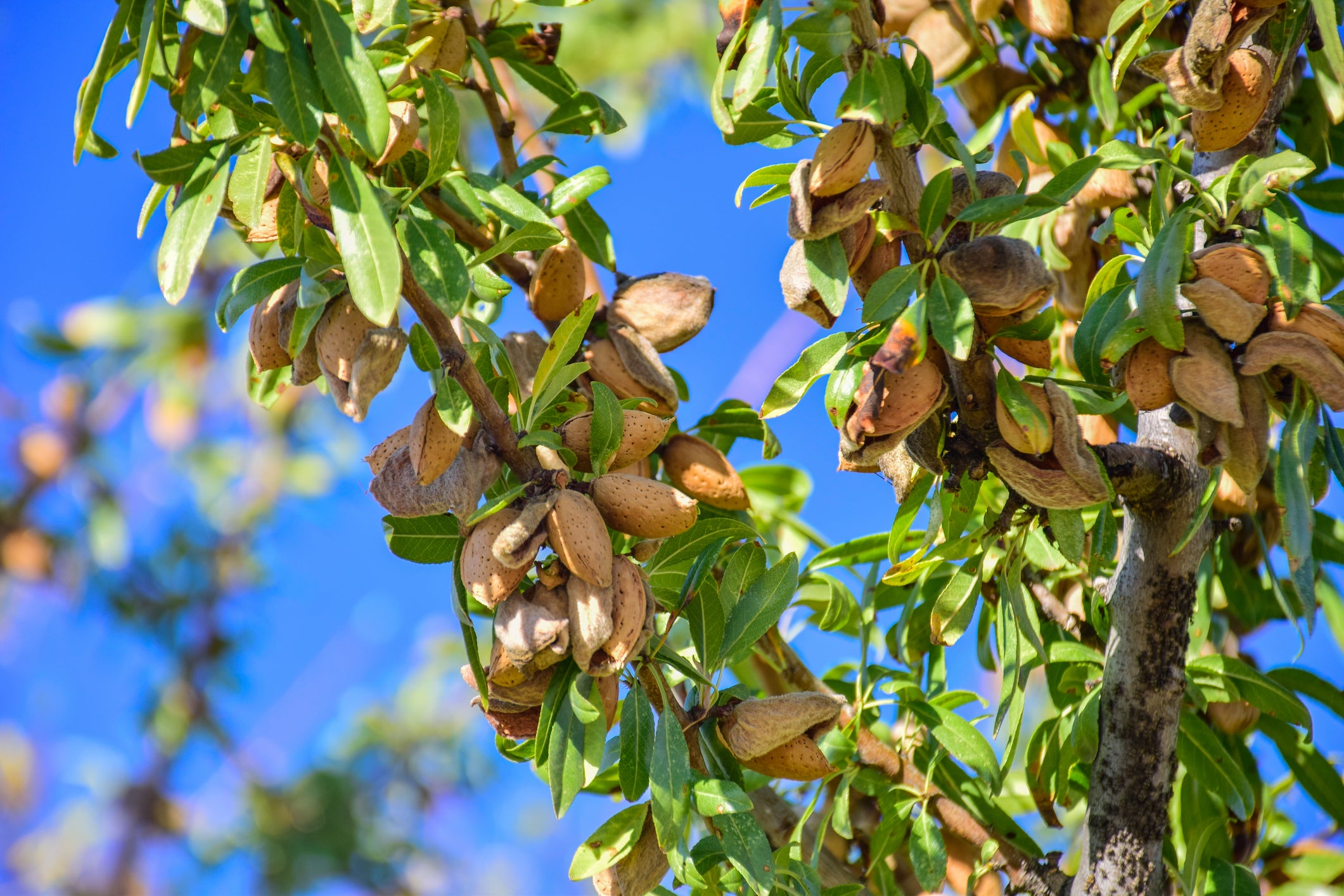 All-In-One Almond Tree - 24