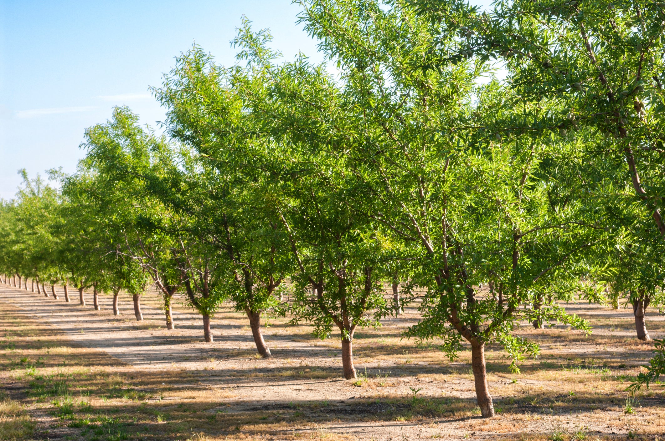 All-In-One Almond Tree - 24