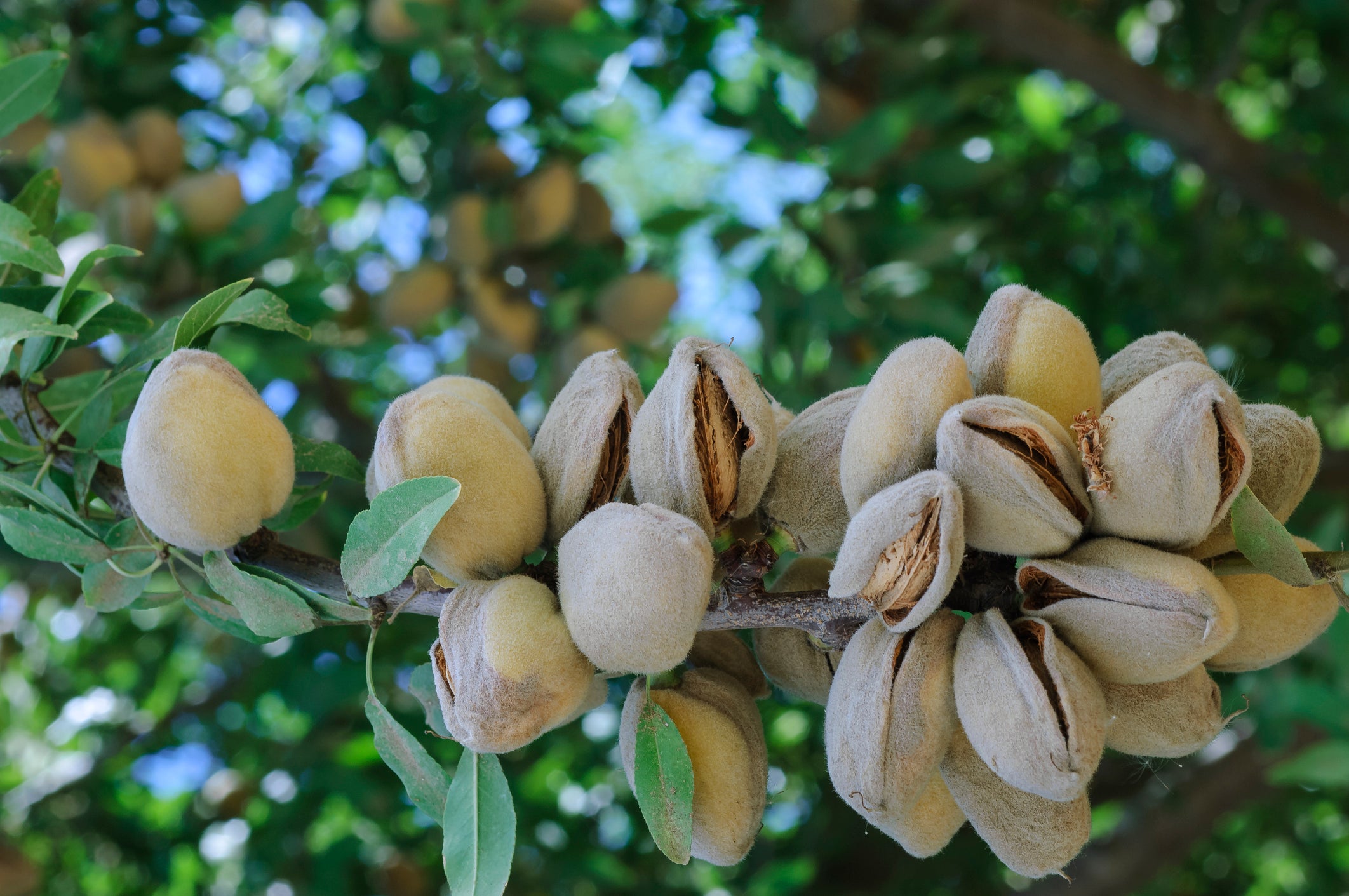 All-In-One Almond Tree - 24