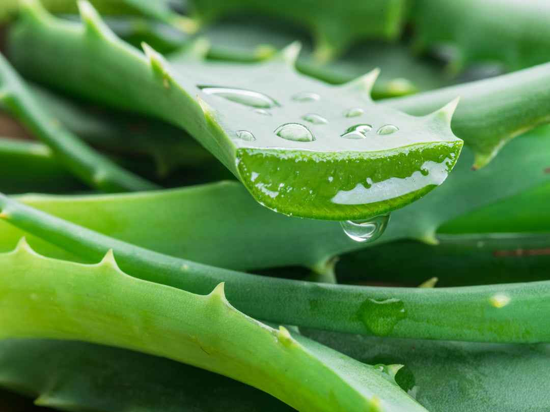 como es la planta de aloe vera medicinal Aloe vera (A. barbadensis) Medicinal Aloe