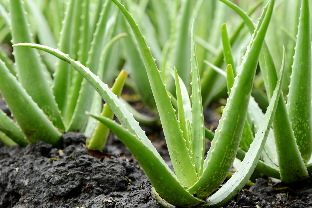 aloe vera ornamental plant Aloe vera (A. barbadensis) Medicinal Aloe