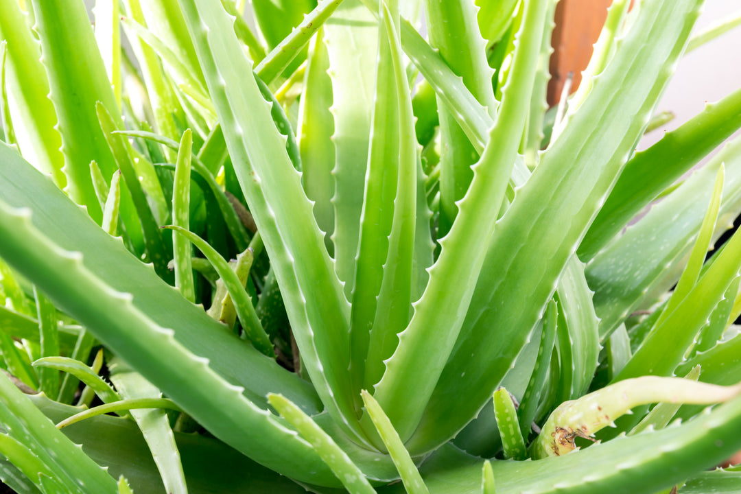 where to buy aloe vera plant for hair Aloe Vera Plant - 5 Gal