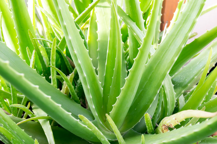 Aloe vera Medicinal Aloe