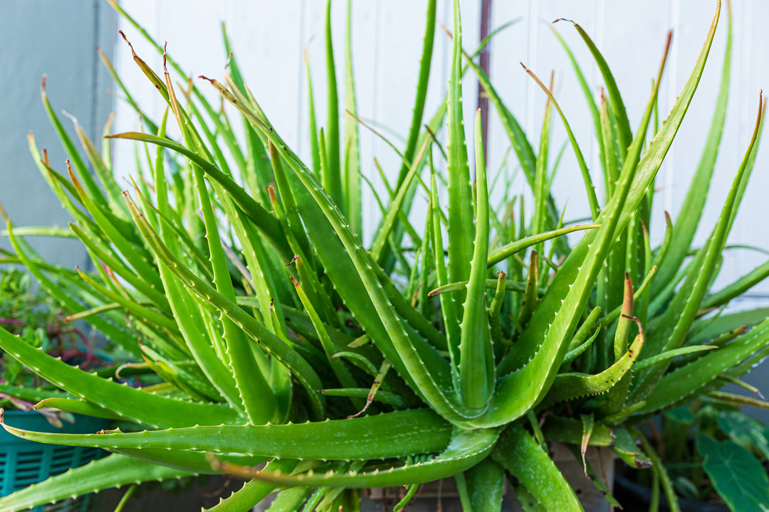 www aloe vera plant Aloe vera (A. barbadensis) Medicinal Aloe