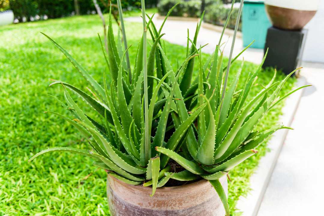 aloe vera plant healthy Aloe vera (A. barbadensis) Medicinal Aloe