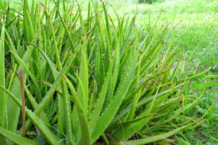 Aloe vera Medicinal Aloe
