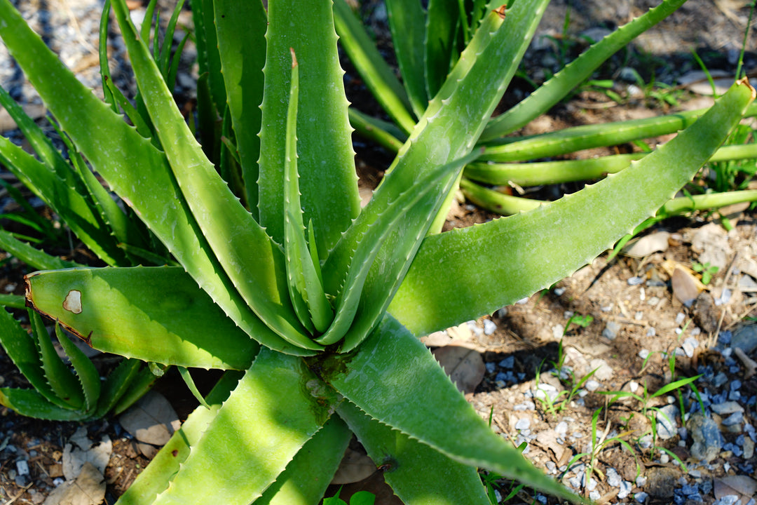 aloe vera planta medicinala Aloe vera (A. barbadensis) Medicinal Aloe