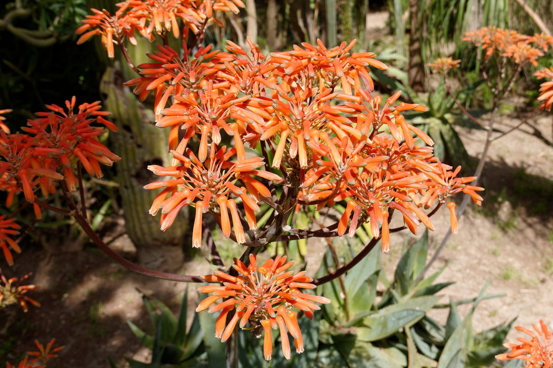 aloe vera plant orange flower Coral Aloe Desert