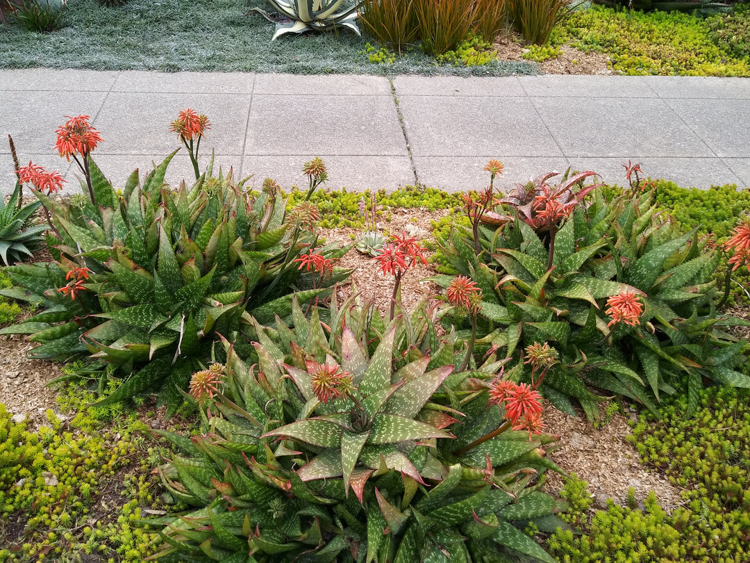 companion plants for aloe vera Aloe saponaria Soap Aloe (Orange Red Flowers) - 5 Gallon