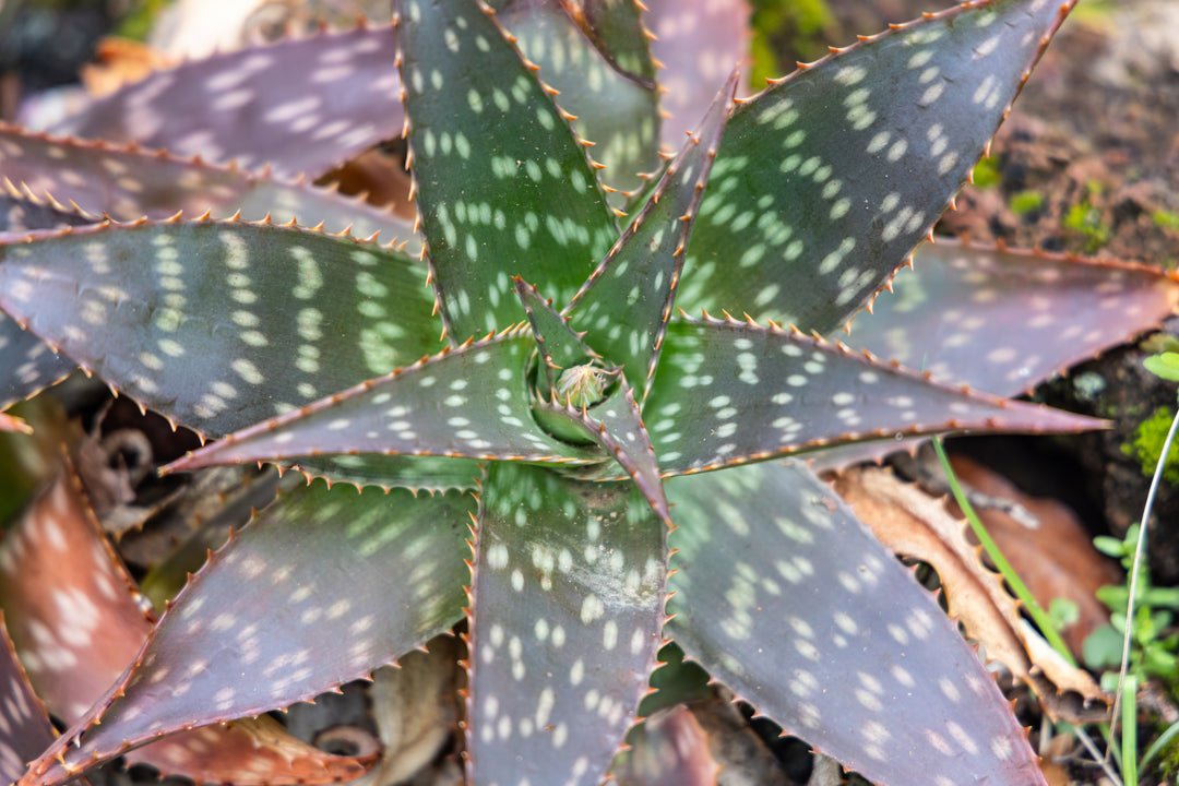 Soap Aloe