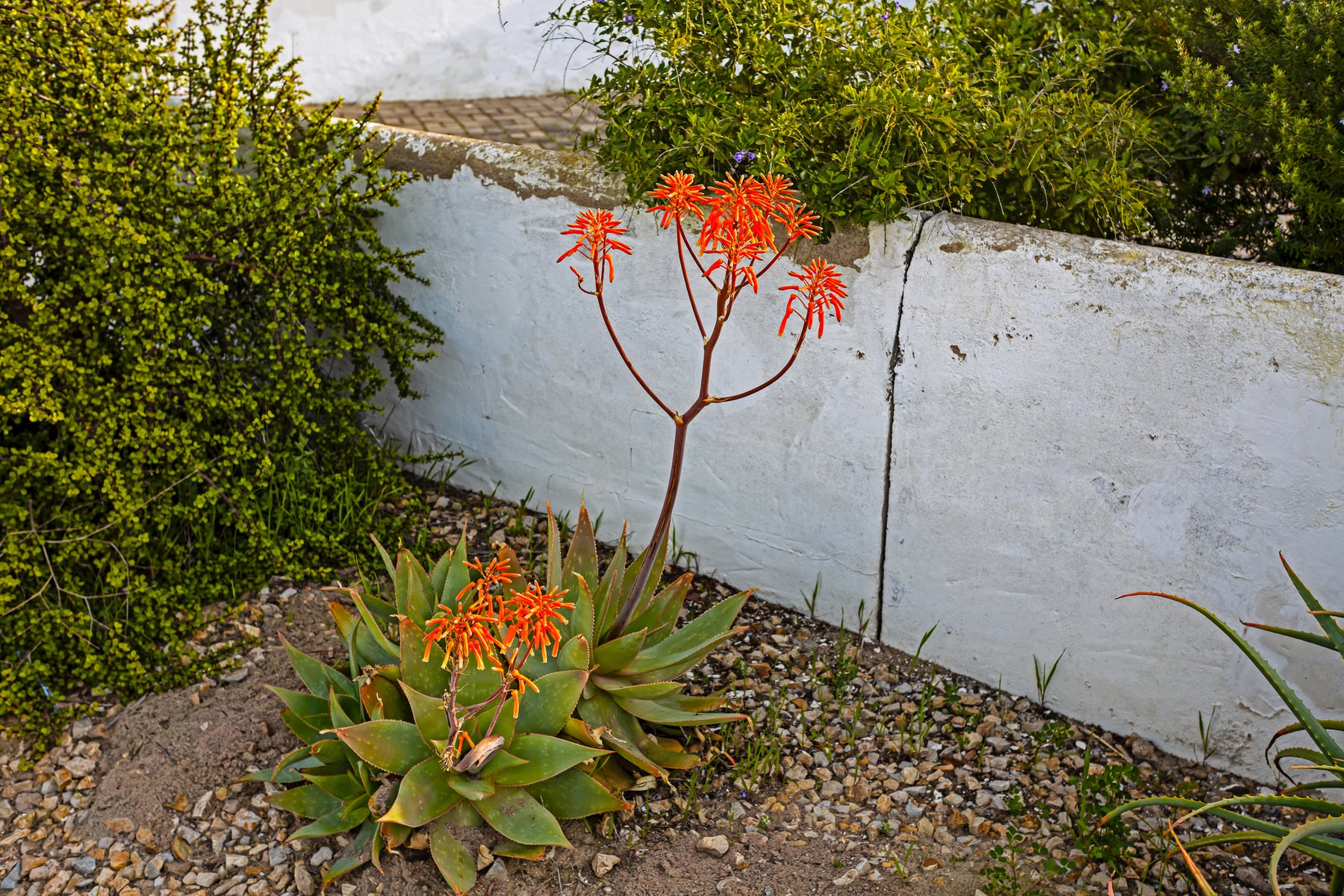 orange aloe vera plant Aloe saponaria Soap Aloe (Orange Red Flowers) - 5 Gallon