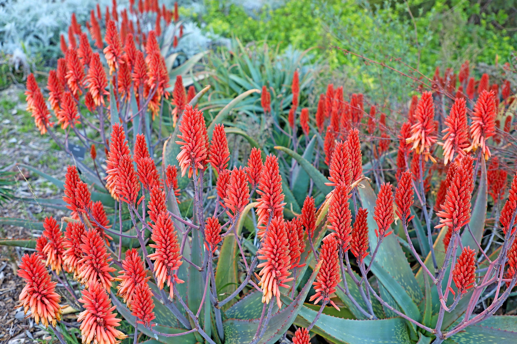 red aloe vera plant near me Aloe saponaria Soap Aloe (Orange Red Flowers) - 5 Gallon