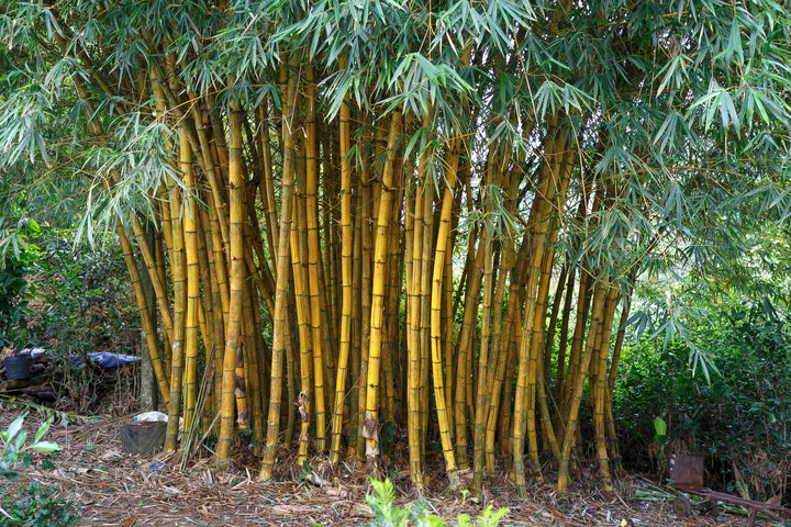 Alphonse Karr Bamboo